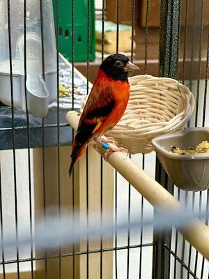 Scatiu de Venezuela "Campioni", Genetică Impecabila - Red Siskin - imagine 2