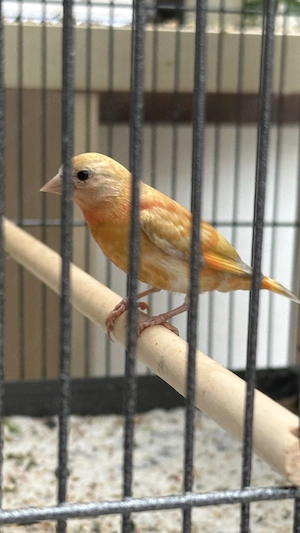 Scatiu de Venezuela "Campioni", Genetică Impecabila - Red Siskin - imagine 5