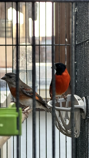Scatiu de Venezuela "Campioni", Genetică Impecabila - Red Siskin - imagine 6