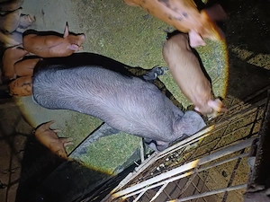 Vând scrofita 85kg aproximativ  - imagine 2