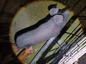 Vând scrofita 85kg aproximativ  - imagine 4