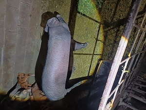 Vând scrofita 85kg aproximativ 