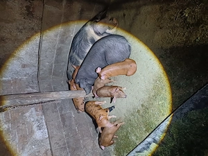 Vând scrofita 85kg aproximativ  - imagine 3