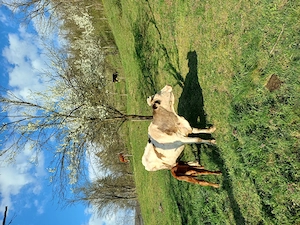 Vând vaca cu vitea de 3 saptamani    - imagine 2