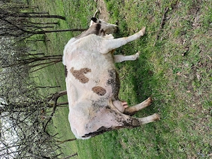 Vând vaca cu vitea de 3 saptamani   