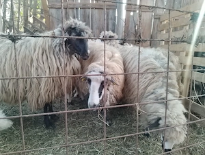 Vînd oi super ofertă!!! cu miei. - imagine 3