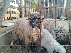 Vînd oi super ofertă!!! cu miei. - imagine 4