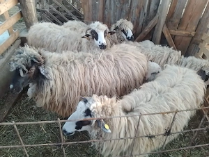 Vînd oi super ofertă!!! cu miei. - imagine 2