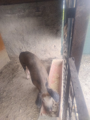 Porc de casa - imagine 3