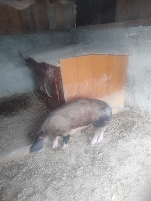 Porc de casa - imagine 2