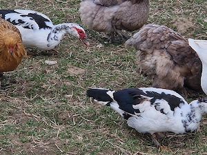 Rate mute de vanzare