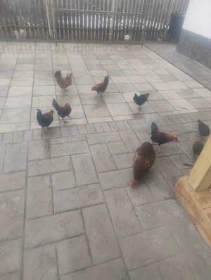 Schimb sau vand - imagine 3