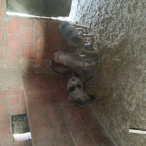 Soldani spre vanzare - imagine 2