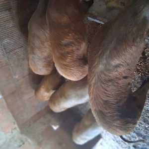 Soldani spre vanzare - imagine 5