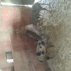 Soldani spre vanzare