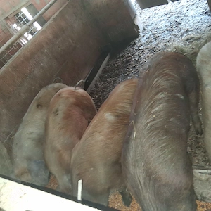 Soldani spre vanzare - imagine 4