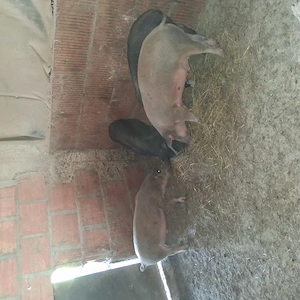 Soldani spre vanzare - imagine 3