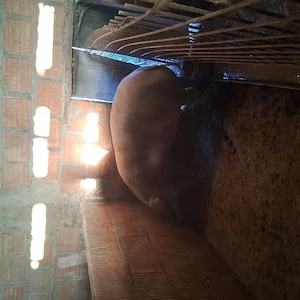 Scroafe de vanzare - imagine 3