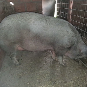 Scroafe de vanzare - imagine 4