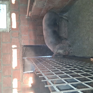 Scroafe de vanzare - imagine 2