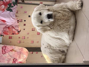 Vand golden retriever 