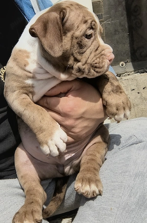 American bully pocket