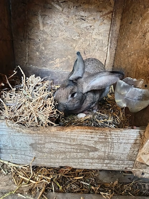 Vând mascul  - imagine 2