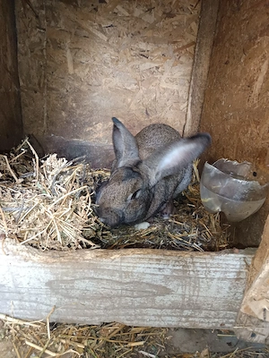 Vând mascul  - imagine 3