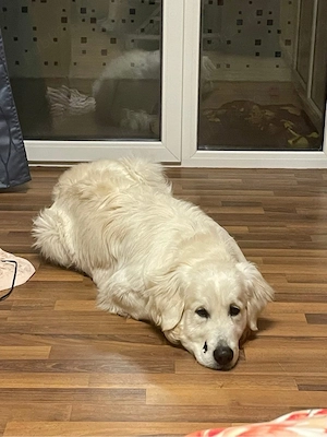 vand golden retriever 