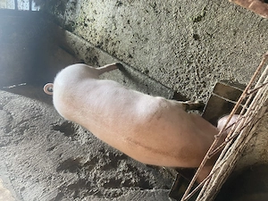 Purcea pentru reproductie  - imagine 4