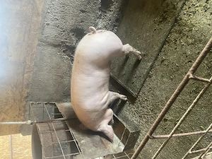 Purcea pentru reproductie  - imagine 2