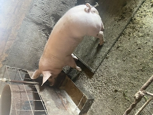 Purcea pentru reproductie 