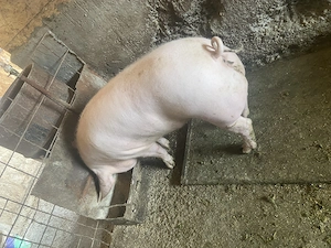 Purcea pentru reproductie  - imagine 3