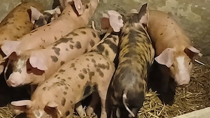 purcei 280 lei - imagine 2