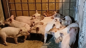 purcei 235 lei - imagine 3