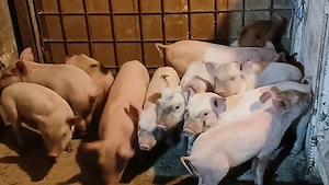 purcei 230 lei - imagine 2