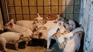 purcei 235 lei - imagine 4