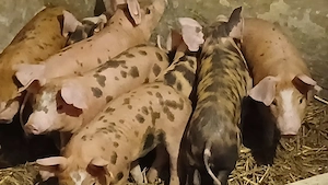 purcei 280 lei - imagine 4