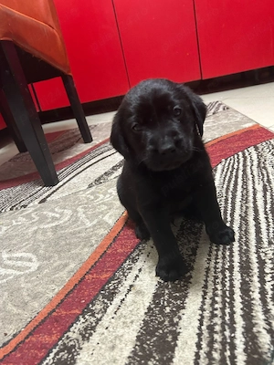 Labrador retriever