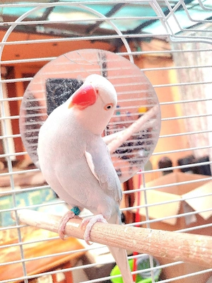 Micul Alexander 2 ani