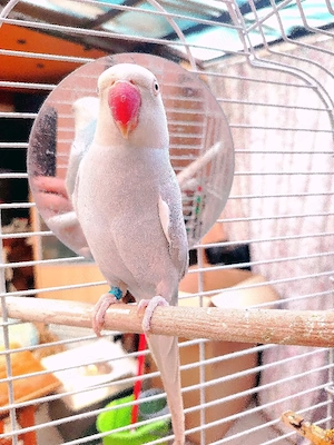 Micul Alexander 2 ani - imagine 2