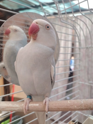 Micul Alexander 2 ani - imagine 4