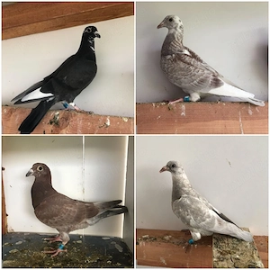 Porumbei voiajori colorati