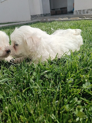 Pufosenii bichon maltez 