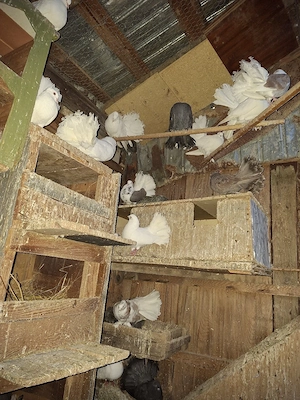 Porumbei voltati indieni - imagine 3