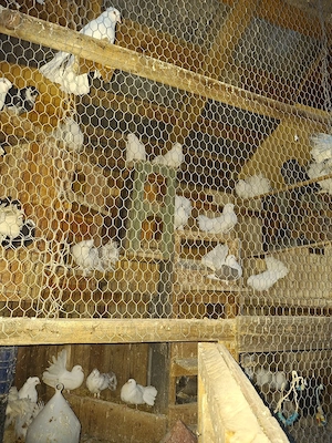 Porumbei voltati indieni - imagine 4