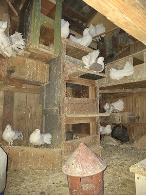 Porumbei voltati indieni - imagine 2