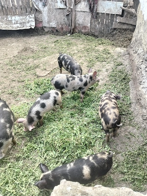 Purcei de rasa fara combinate crescuti 35 30 kg - imagine 5