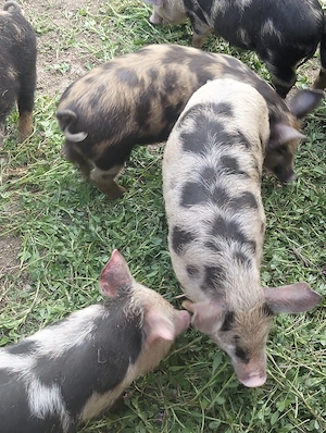 Purcei de rasa fara combinate crescuti 35 30 kg - imagine 2