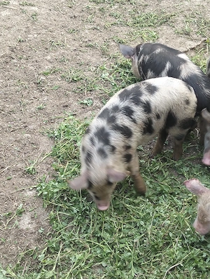 Purcei de rasa fara combinate crescuti 35 30 kg - imagine 3